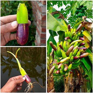 42K views · 312 reactions | How to grow brinjal on banana tree from cuttings || Easy propagation method for gardening | Dian Creative | Facebook
