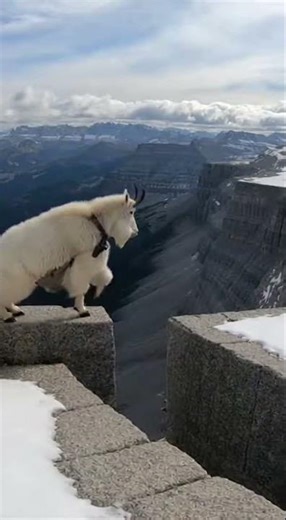 “GoPro on a Wild Mountain Goat – Extreme Cliff Jumps 4K #wildlife #goatlife #natureshorts