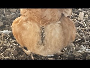 My Chickens are having poopy butt,what does that mean?