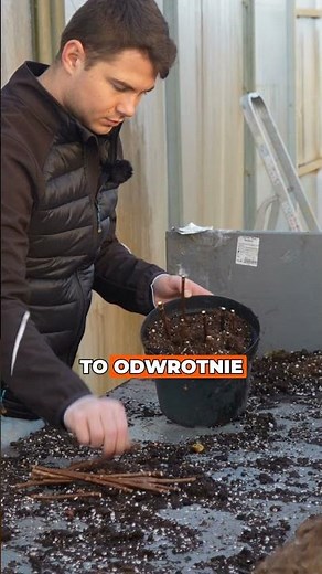 Propagating Hydrangea in Spring 🌸🌱 The Easiest Way