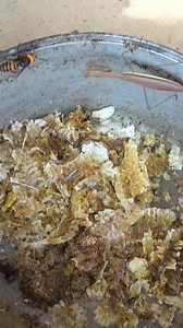 Praying Mantis Attacks Japanese Honeybees. A Brave Rescue Attempt | Beehub Reely