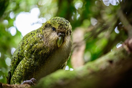 A close encounter of the kakapo kind