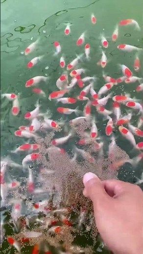Feeding Gold Fish in breeding farm 👀