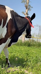Big cow#cow #dairyfarm #dairy_farming #modern_dairy_farming #modern_agriculture | Dairy Cow TV