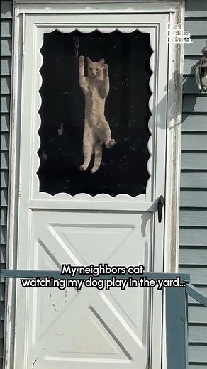 "What dat dog doin'?!" 😹