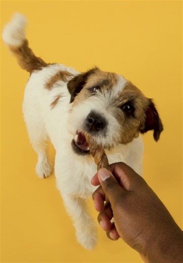 Tell your dog #TWISTYCHEWS just dropped! Shop now at your favorite retailer! 🛒