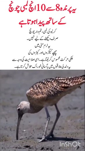 Curlew Bird – The 8 to 10 Inch Beaked Wader #curlew #birds #ytshorts #viral #viralshort #yt #fypシ