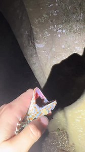 12K views · 203 reactions | Looking for a 20 foot Burmese python! #alligator #florida #everglades #wildlife #snake | Fishingarratt | Facebook