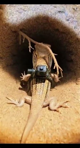 🐍 POV: Me convierto en un ESLIZÓN NADADOR DE ARENA y exploro túneles bajo el desierto