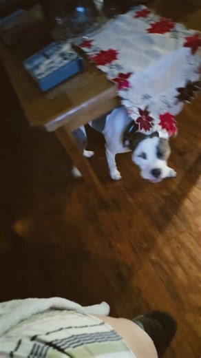 oh god 🤣🤣🤣🤣. And yes they love digging holes in the back yard.