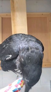 4.6K views · 364 reactions | Baby crow aka ACE wanting to know WHAT is up? Lol. Ace is an American crow and is used for fostering at the rescue. Its illegal to own Crows without a permit. | Carolina Waterfowl Rescue | Facebook
