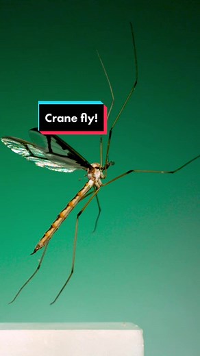 Hairy-Eyed Crane Fly in Action: Close-Up Views of Fly Halteres
