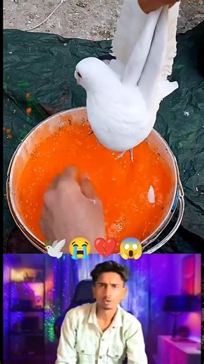 kabootar ki video😭💔🕊️#pigeon#birds#animals#pets #attitude#pigens#bird #kabootar #pyra