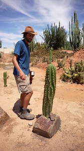 63K views · 1.2K reactions | What is a Dichotomous Cactus? It’s when a single column cactus splits in half like a snakes tongue. It’s quite rare and therefore collectible. What do you think of this Validus that has suddenly dichotomised?  | Cactus Country | Facebook