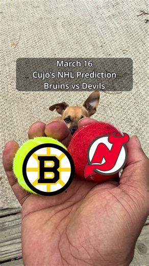 Boston Bruins (37-23-6) vs New Jersey Devils (33-31-2) — Prudential Center, Newark — March 16, 2026 Cujo gets two balls and makes the call. (For entertainment only) #BostonBruins #NewJerseyDevils #NHL #CujoCatches #CujoPicks