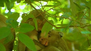 4.7K views · 133 reactions | Cry.. cry tantrum... Poorest baby monkey Basil crying tantrum angry mum not nursing | Monkeys Buzz | Facebook