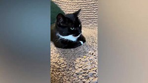 Woman Was ‘Nervous’ About Rescue Cat Meeting Her Dog–Until This Happened