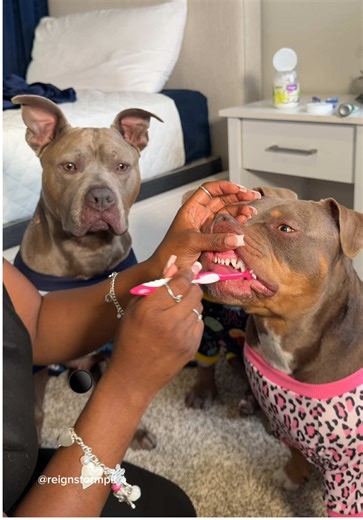 Essential Dog Care Tips for Dog Moms