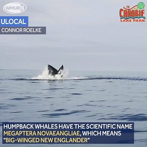 Wow! Some great video captured by a u local user of a humpback whale off the coast of Hampton. 🐳 | WMUR-TV