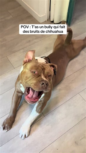 Chien qui pleure pour promenade