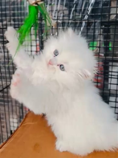 Caring for Your Triple Coat Persian Cat