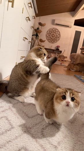 🐱Fluffy Nerfs🐾 | 😻🫰🏻Coco loves to tease Jumbo 🐾🐱🙈👅@fluffy_nerfs_munchkins | Instagram