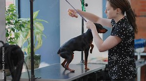woman groomer is spraying dog hair anti flea spray in grooming salon or veterinary clinic