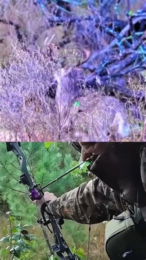 A Breath-Holding Moment | Close Encounter with a Buck 🦌