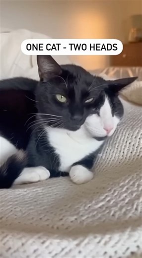 This Cat Has TWO Heads! #cat #rescue