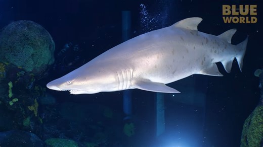 They raised baby fish for a year - then faced the sharks