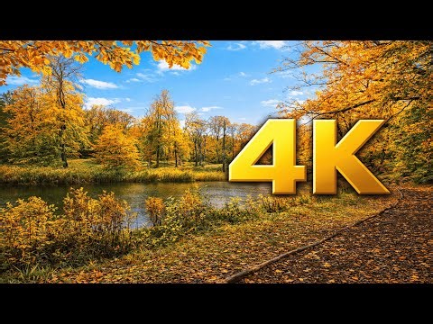 4K Autumn Forest Rain in the Netherlands 🍁 | Nature Sounds for Sleep & Relaxation