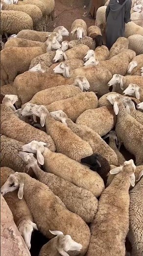 This Is Not Just a Market… This Is the True Atmosphere of Eid al-Adha 🐏