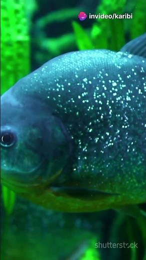 Piranha vs. Electric Eel – Amazon's Deadly Underwater Duel",