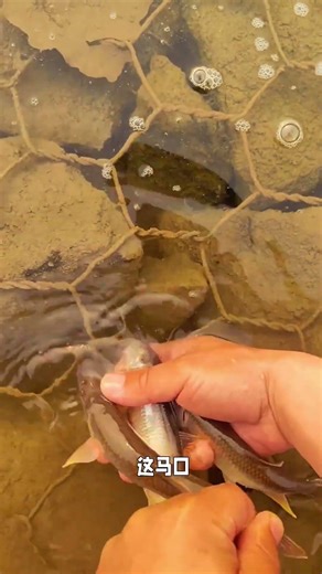 Beijing's Fish Market Drama: Who's Left