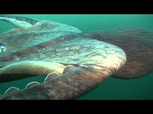 Giant Octopus (Soaring With Giants)