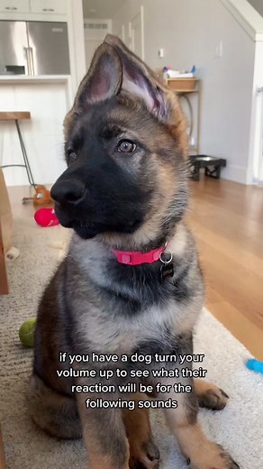 found this one in my drafts today 🥹🥹🥹 #gsdoftiktok #germanshepherd #CVSPaperlessChallenge #puppytiktok