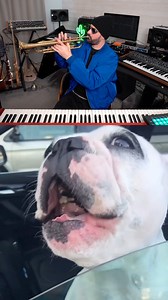 Dogs have talent! 😄 | French Fuse