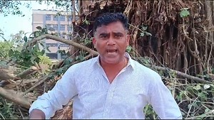 51K views · 1.1K reactions | Goa government is destroying banayan trees rapidly, one more banayan tree cutting beside kadamba depo Vasco, requesting the forest department to check if permission given. | Citynews Goa | Facebook