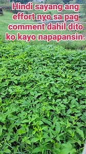 Pasensya na po ulit na paulit ulit .Full-time employee po ako at priority ko trabaho ko.Kung nasa Japan kayo mauunawaan nyo dahil bawal ang nagse cellphone habang nagtatrabaho. #highlightseveryone #everyonefollowers #gardening #gardener #garden #followers #farming #veggies #food #foodie | Ilokanong Gardener sa Japan