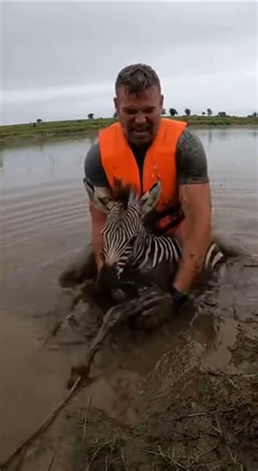Zebra Foal Pulled From Mud as Hippo Surfaces
