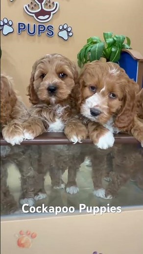 Cockapoo – the ultimate blend of intelligence, charm, and cuddle-worthy cuteness! #puppy #cockapoo