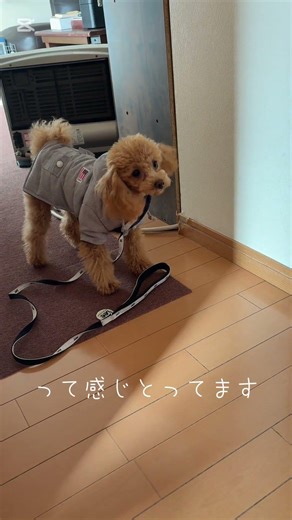 保護犬のトイプードル 避妊手術にの巻