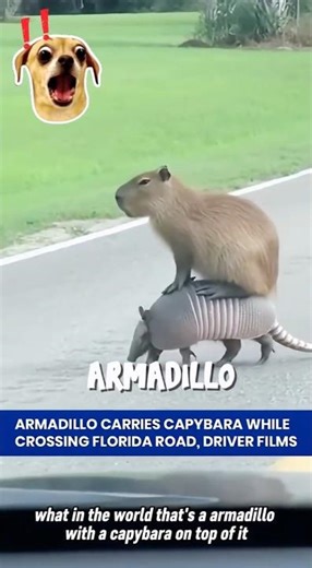 Why does every animal trust him? 🌿🧡