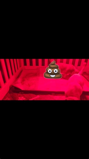 Potty training is a success at 3 going on 4 weeks old Friday. | RequenaBullies