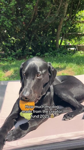 Understanding Dog Influencer Earnings in 2025