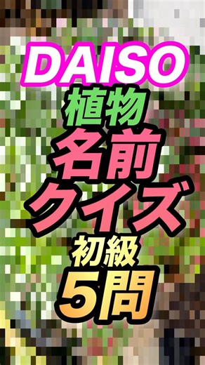 【クイズ】DAISO植物の名前初級5問 #ダイソー植物 #植物の名前 #クイズ #解答 #初級 #観葉植物 #チャレンジ #モンステラ #カラテア #ワイヤープランツ #シンゴニウム #アグラオネマ