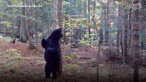 Trail Camera Captures 'Sexy Bear' Dancing as Animal Scratches Its Back Against a Tree