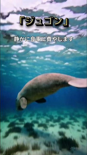 【ジュゴンの生態】人魚と間違えられた穏やかな海獣！