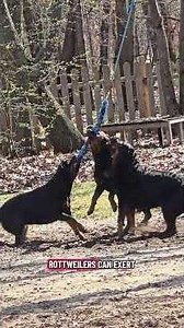 10 Facts About Rottweilers That Mayb Blow Your Mind 🤯🐾