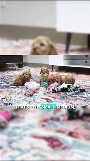 Cavapoo Size Guide – Part 2 : Facts About Cavapoo